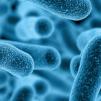 Слабо известна полова инфекция може да стане супер-бактерия