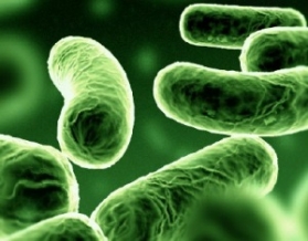 Бактерията е-коли удари и Гърция